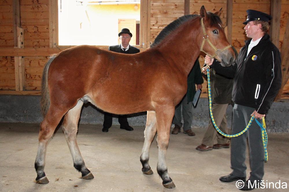 IMG_0900 Bred po Bosar.jpg